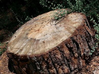Dedicated Team of Perfect Tree Care, Tree Trimming & Stump Grinding Service