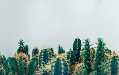 Explore the Rich World of Cactus Origins, History, Various Types, and Regular Care