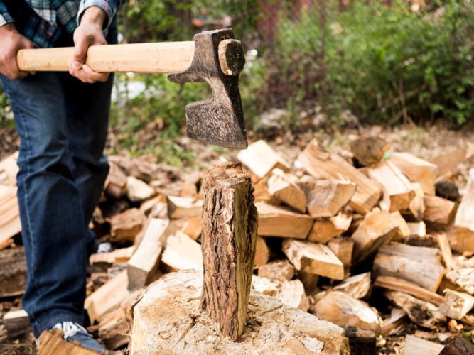 Stump Grinding vs. Stump Removal: What’s the Best Choice for Your Landscape?