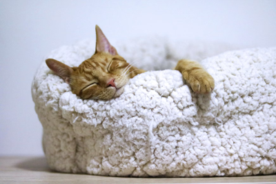 Creating a Serene Home for Your Aging Cat