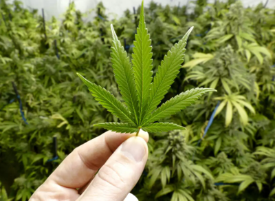 The Role of Cannabis in Modern Luxury Entertaining