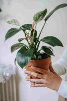 Why Plants and Fruit Trees Are Becoming the Best Holiday Gift Ideas