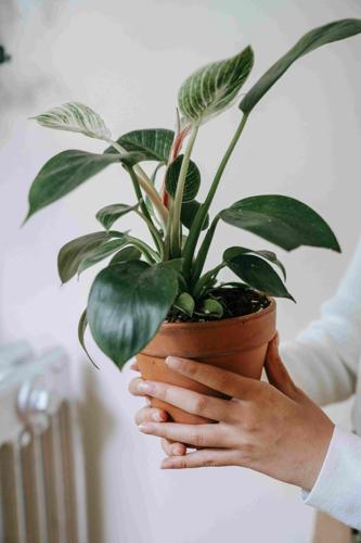 Why Plants and Fruit Trees Are Becoming the Best Holiday Gift Ideas