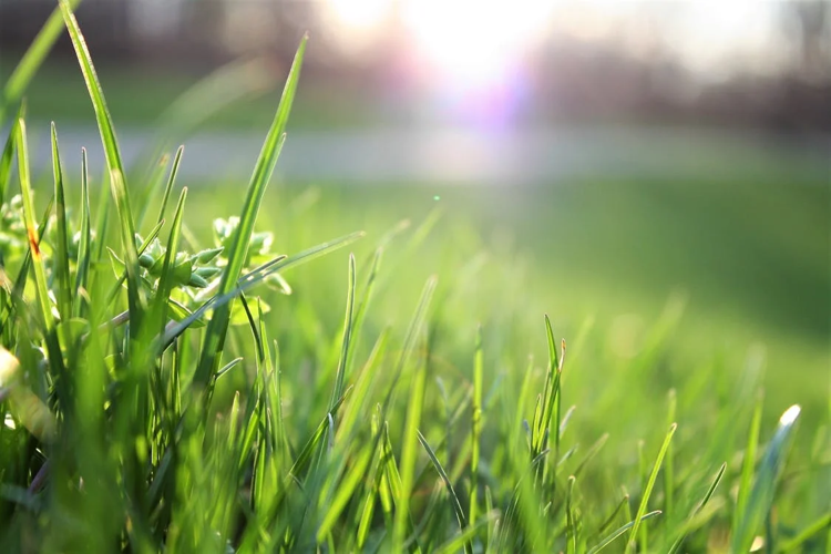 8 Simple Strategies for Weed-Free Gardens and Lush Lawns