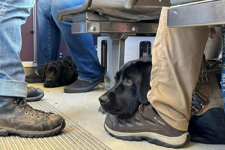 Traveling with a Service Dog: A Veteran's Guide to Flying Prepared