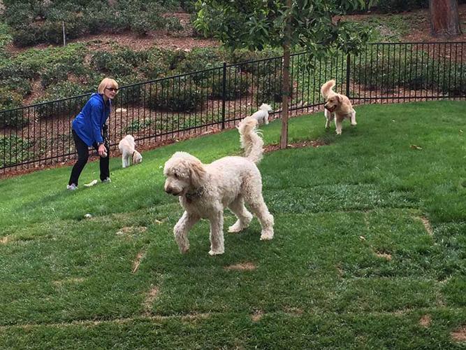 Westfield-UTC-dog-park