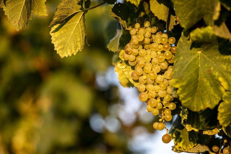 Living the Sophistication of the Bastìe Collection of Tenute Tomasella