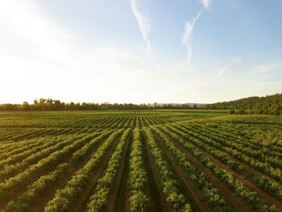 Sustainable agriculture, like this field, relies on accurate weather predictions