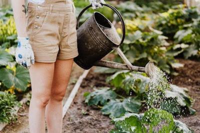 How Can I Grow an Organic Garden in My Backyard