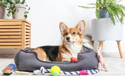 Non-Toxic Dog Toys: The Future of Canine Playtime