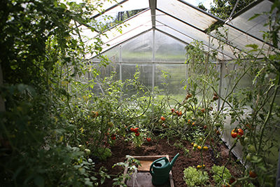 Everything You Need to Know About Home-Grown Produce