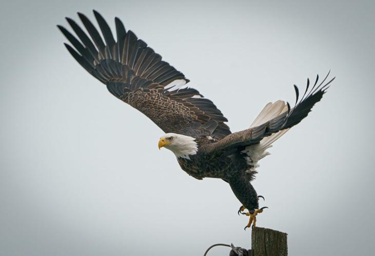 The Bald Eagle That Soared Again Just in Time for Independence Day