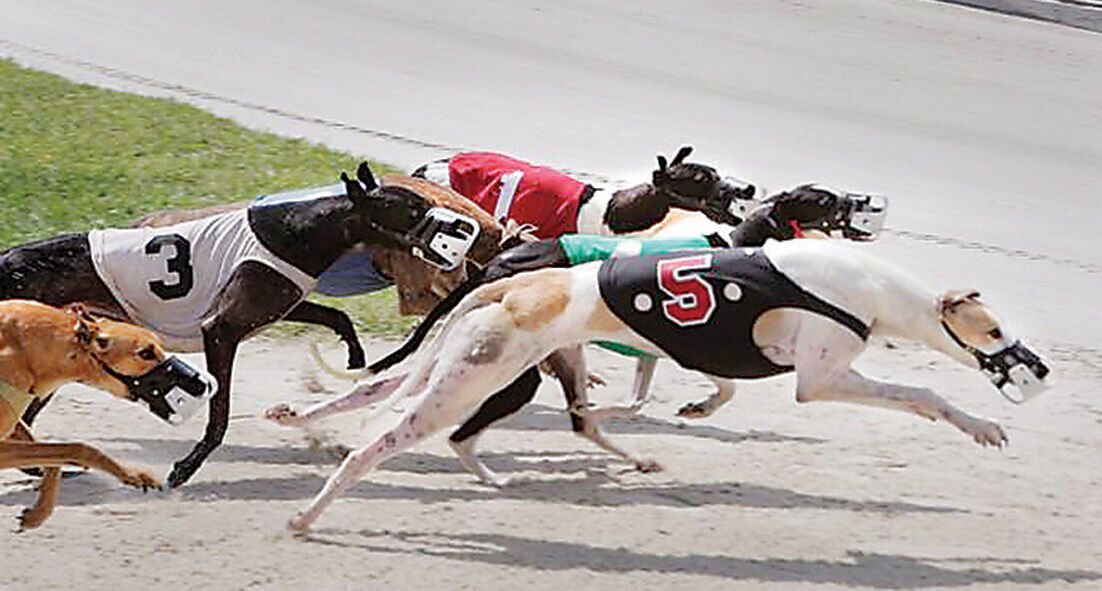 Greyhound Racing Tracks Collecting Dust News Flcourier Com