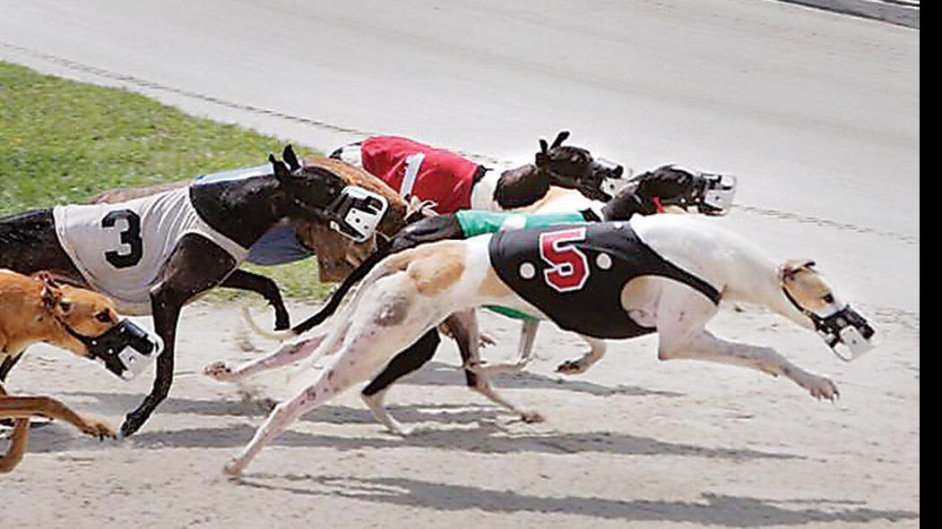 Greyhound Racing Tracks Collecting Dust News Flcourier Com