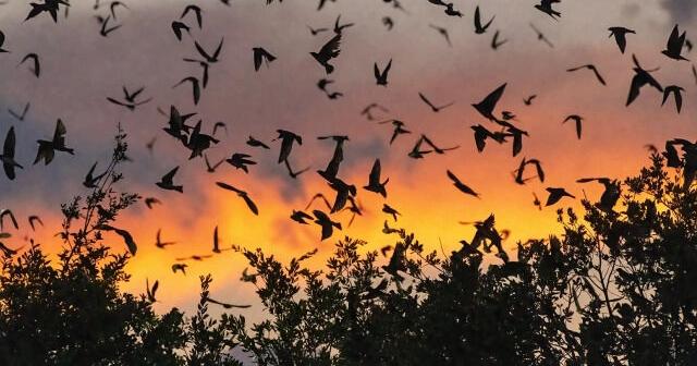 Houston Audubon hosts Purple Martin Watch Parties in Stafford