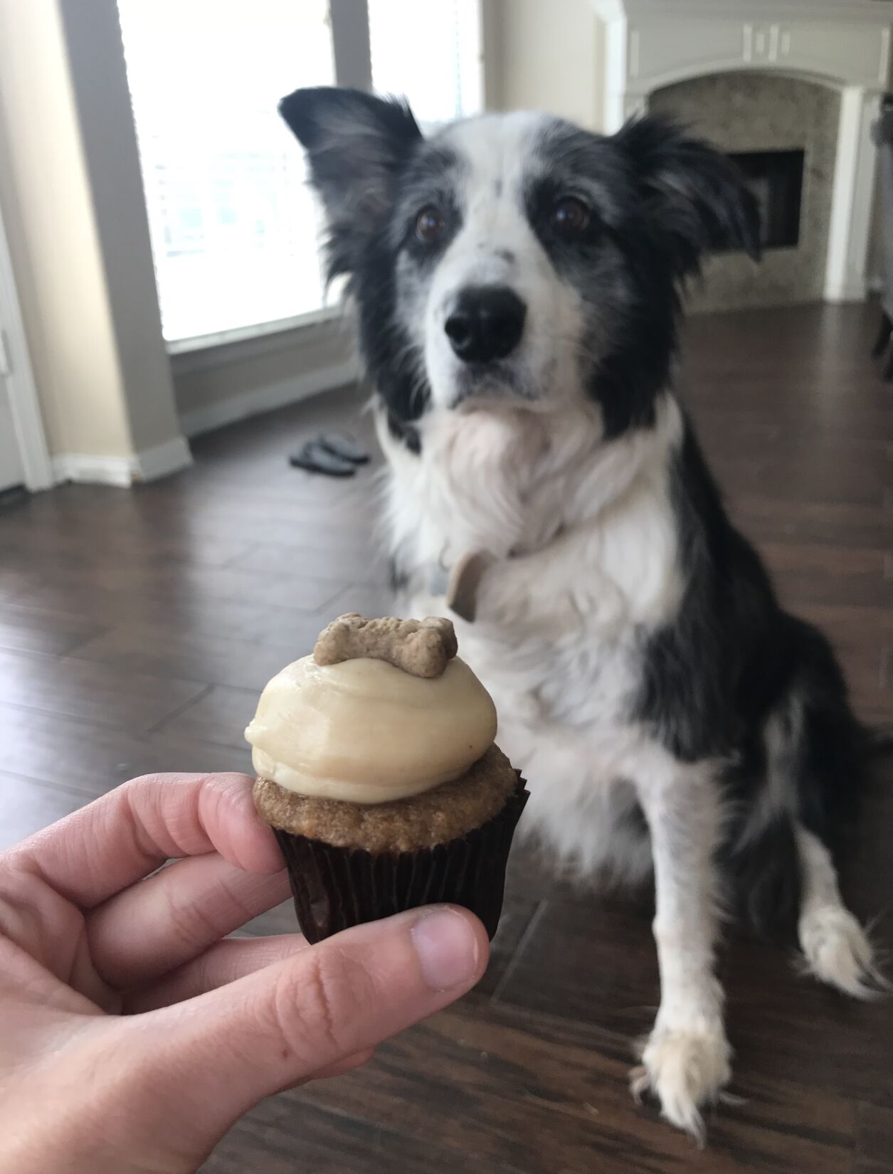 Smallcakes dog cupcake fashion