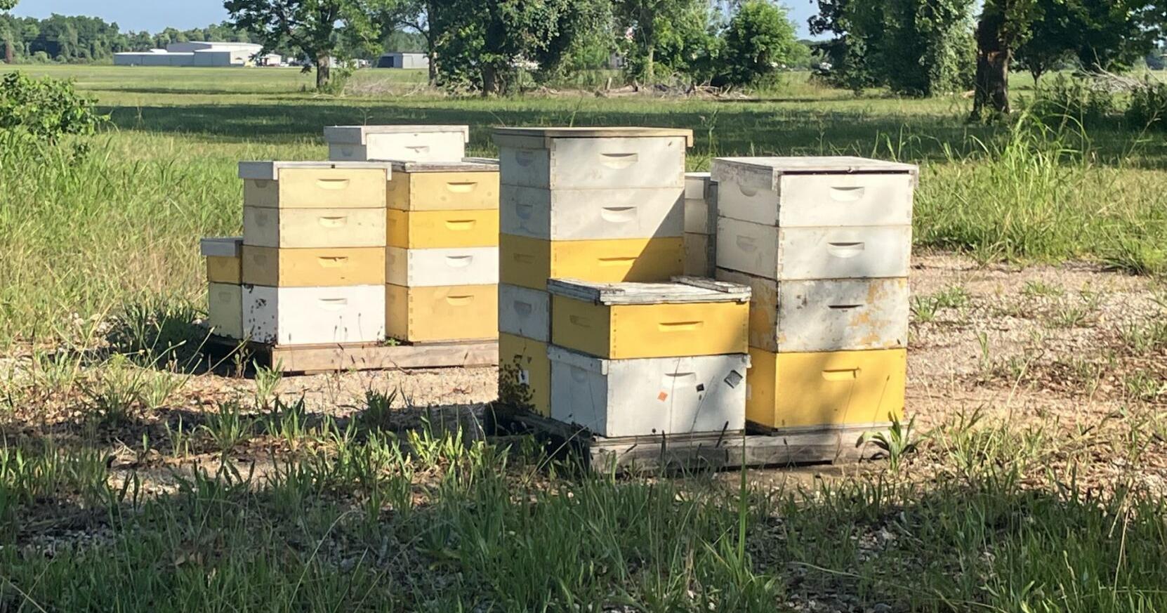 Sugar Land airport makes room for bees - on purpose - Vimarsana News