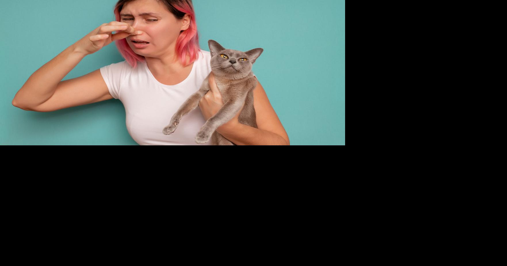 Smelly cat, smelly cat Why cat poop smells so bad Coast To Coast