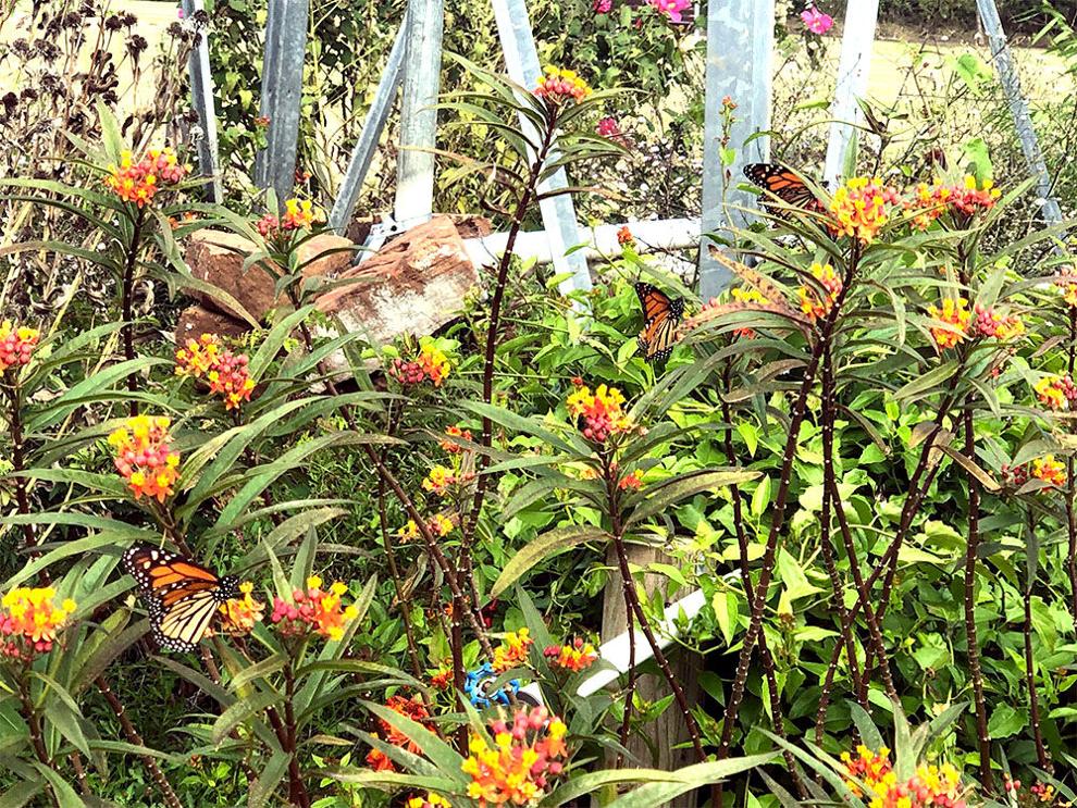 Sugar Land mayor pledges to aid monarch butterfly | | fortbendstar.com