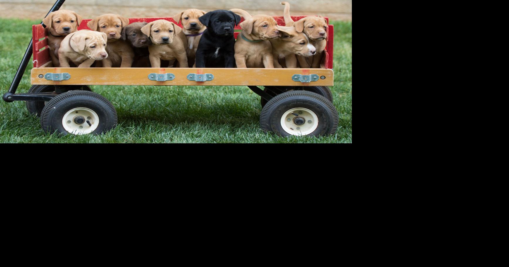 Yes, pups from the same litter can have different dads Coast To Coast