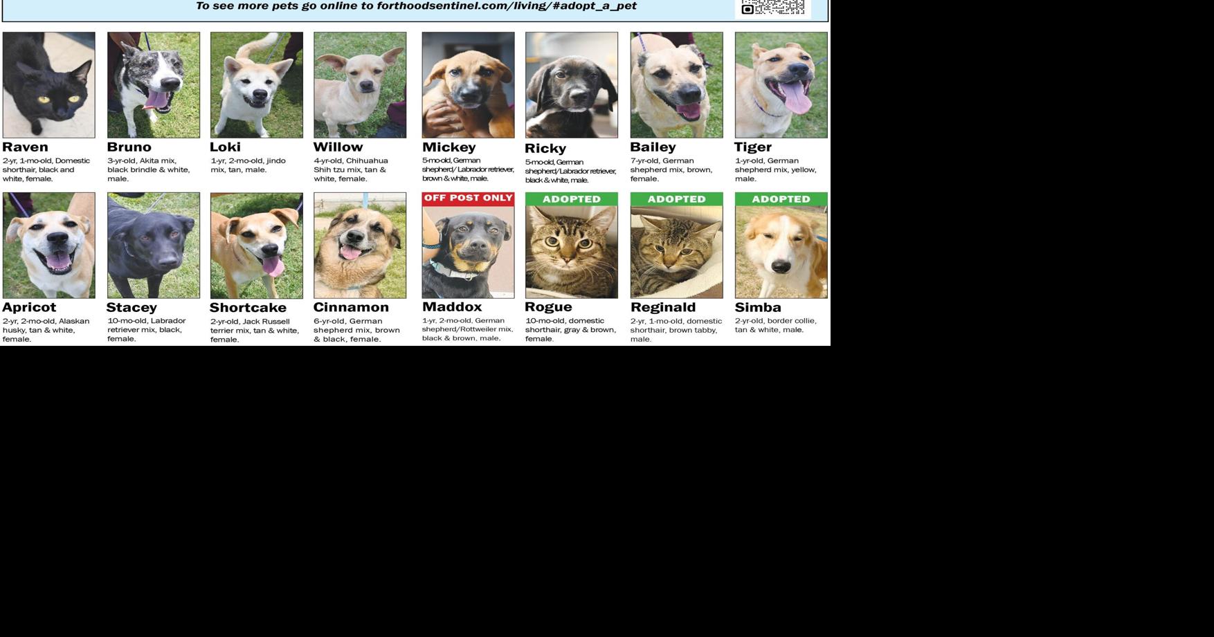 June 11 Pets