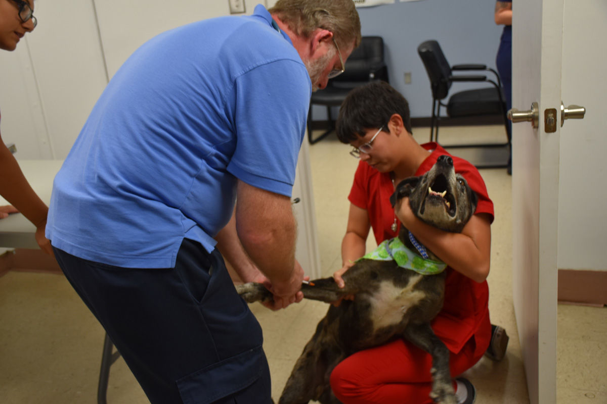 foster a dog for a day