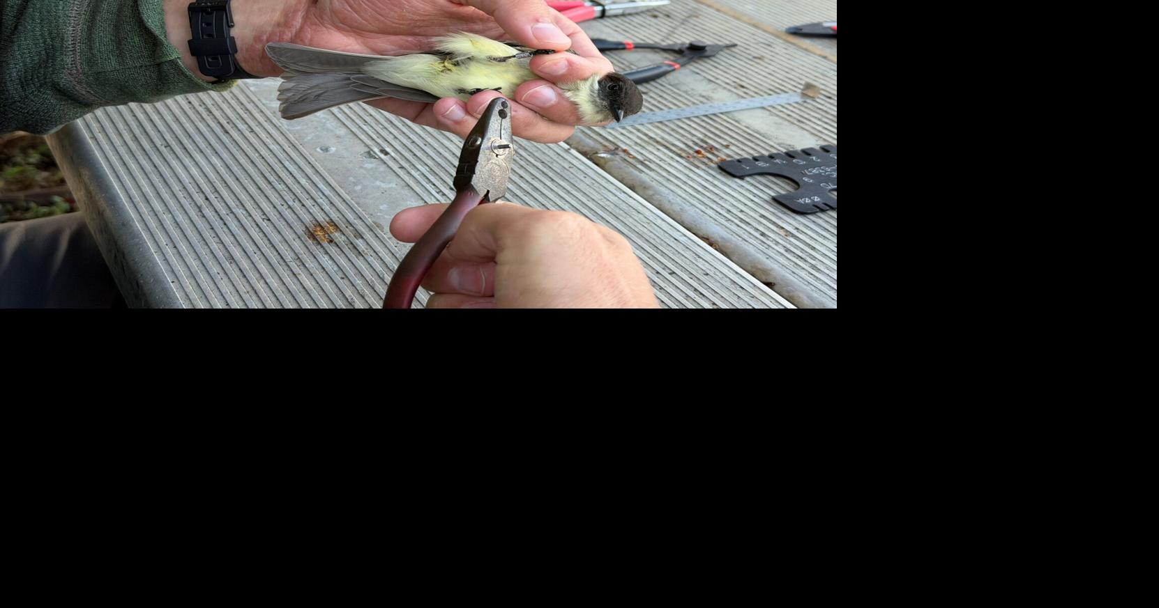 World Migratory Bird Day highlights bird banding, conservation