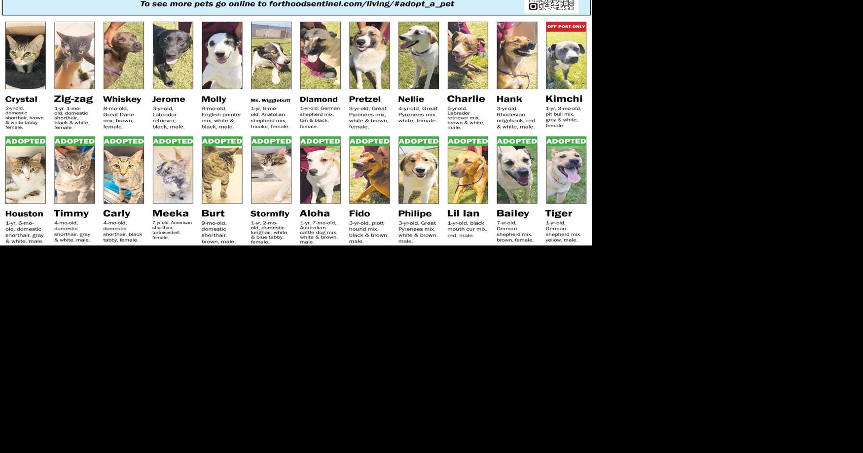 July 23 Pets