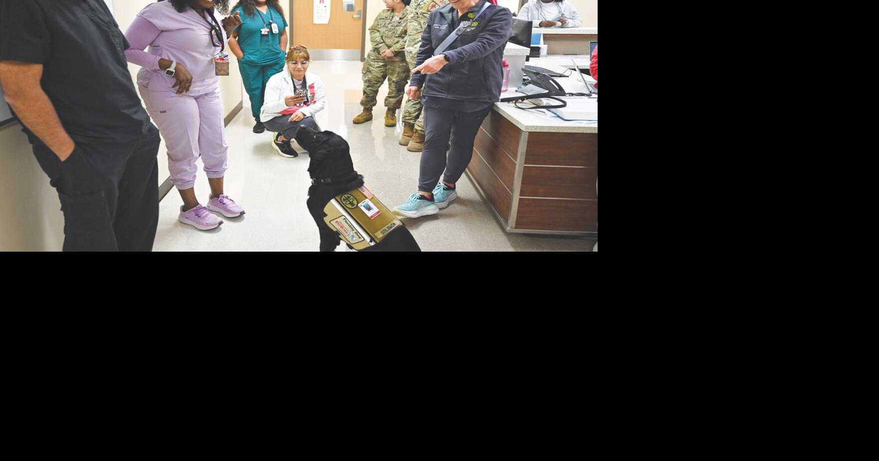 CRDAMC welcomes its newest teammate: 2nd Lt Solomon, facility dog ...