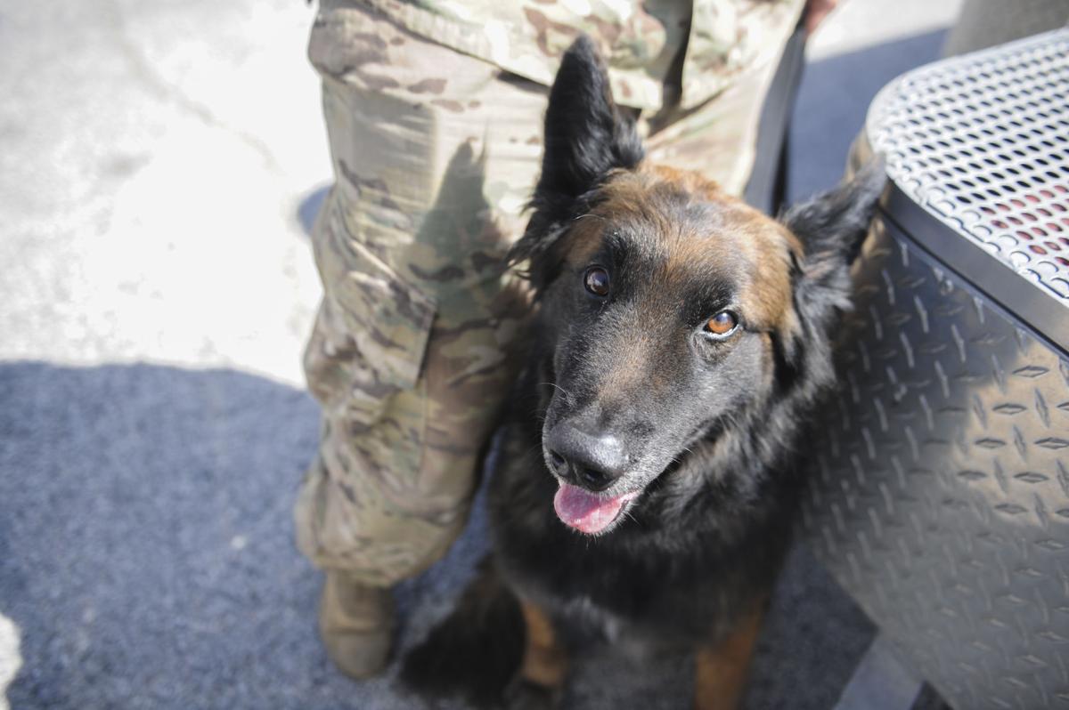 handlers dogs train as team living