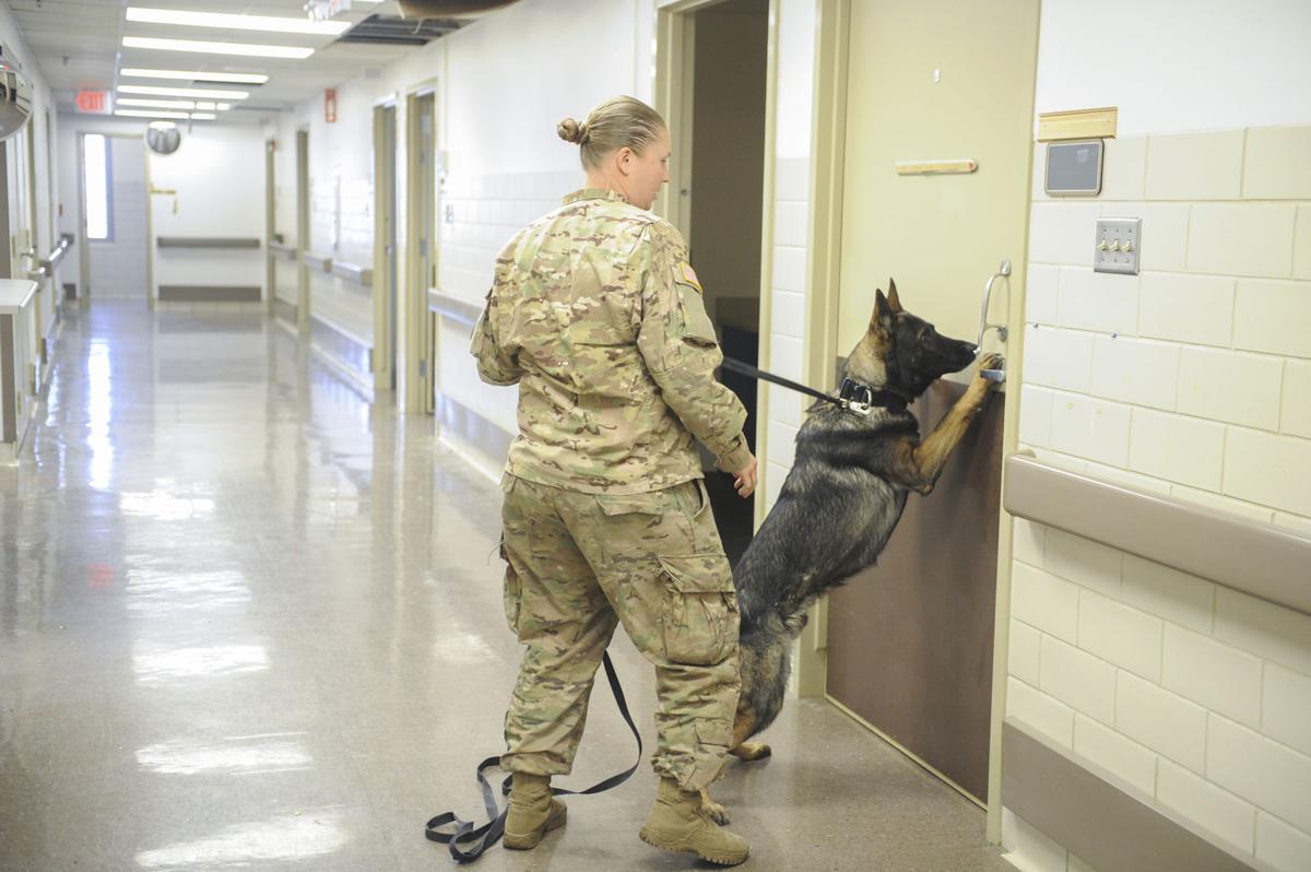 handlers dogs train as team living