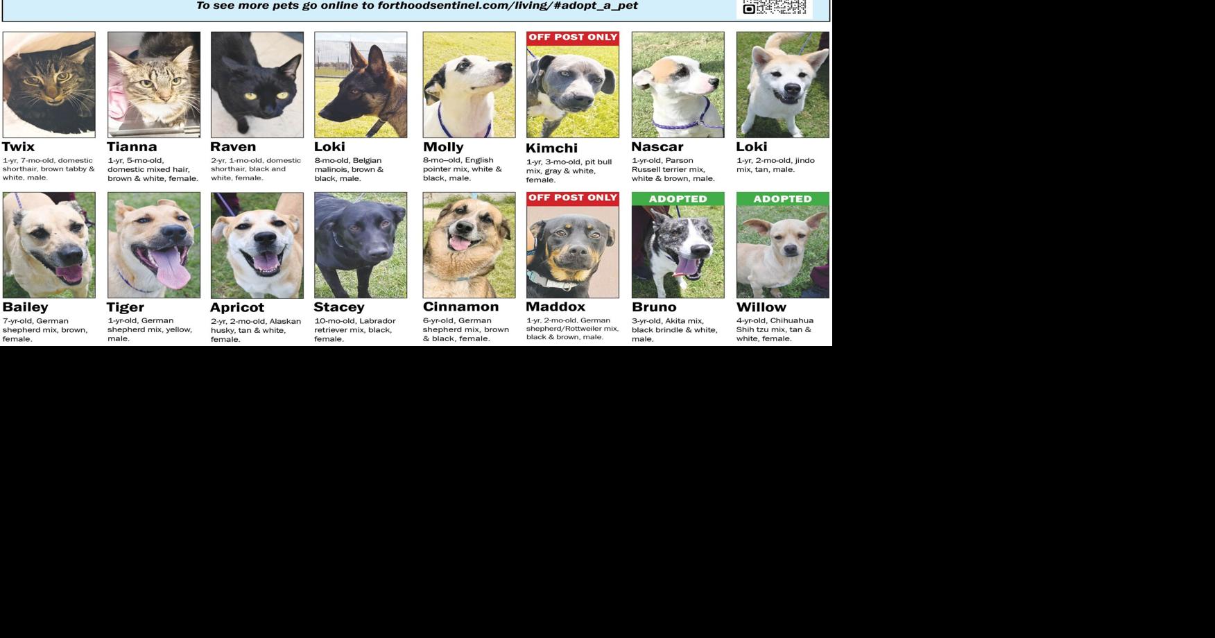 June 18 Pets