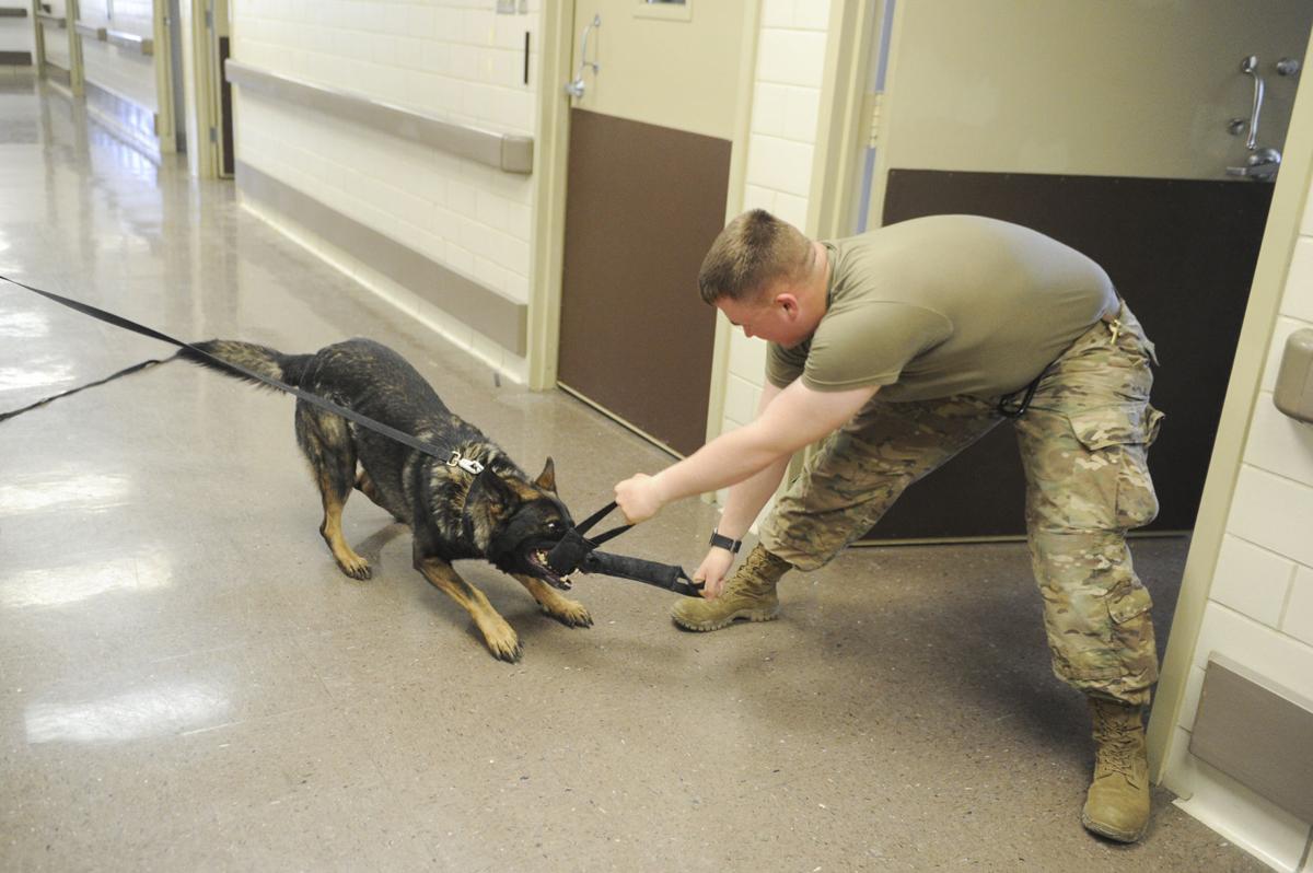 handlers dogs train as team living