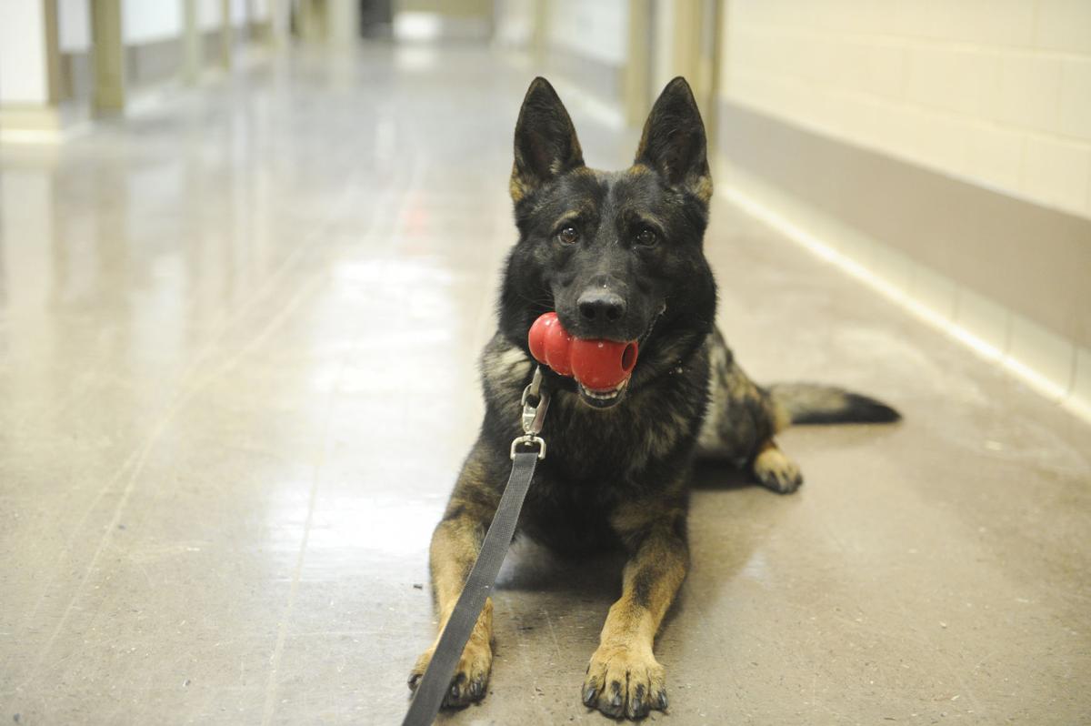 handlers dogs train as team living