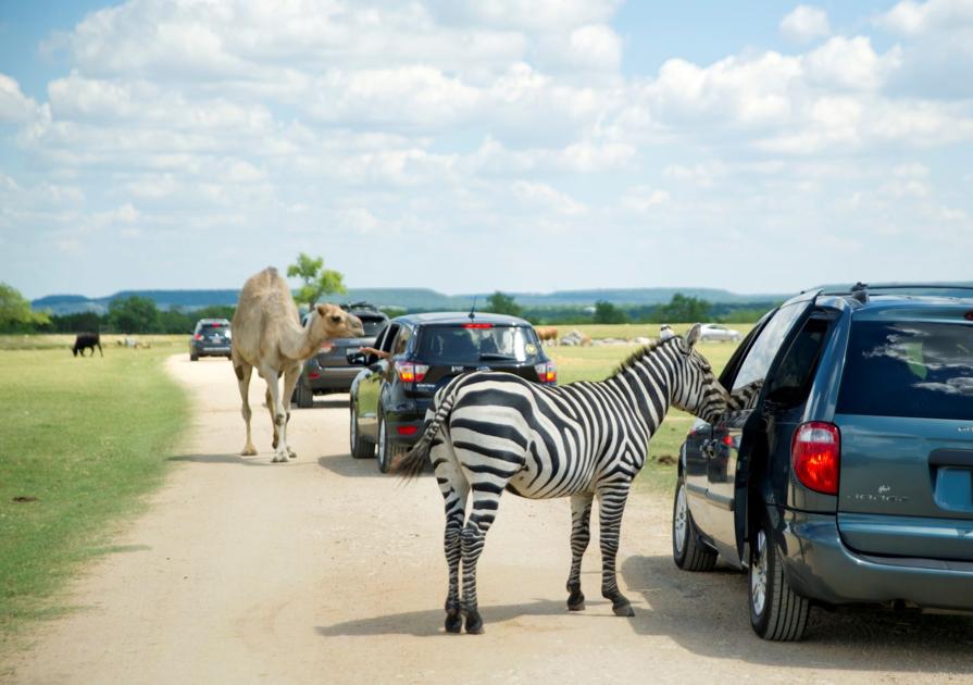Feeding Safari Animals At 5 Mph Living Forthoodsentinel Com