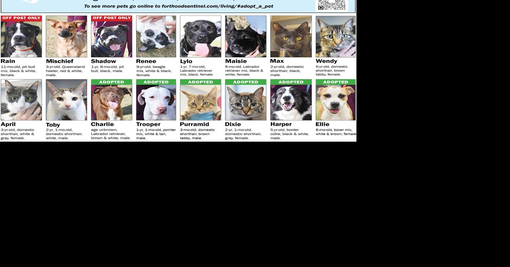 November 26 Pets | Adopt A Pet | forthoodsentinel.com