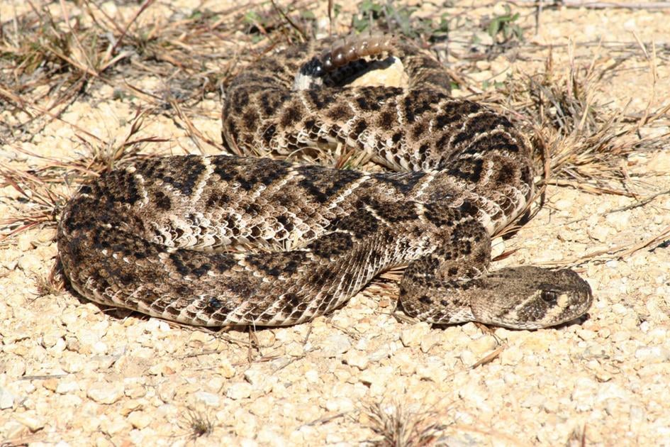 Snake Season Is In Full Bloom News Forthoodsentinel Com