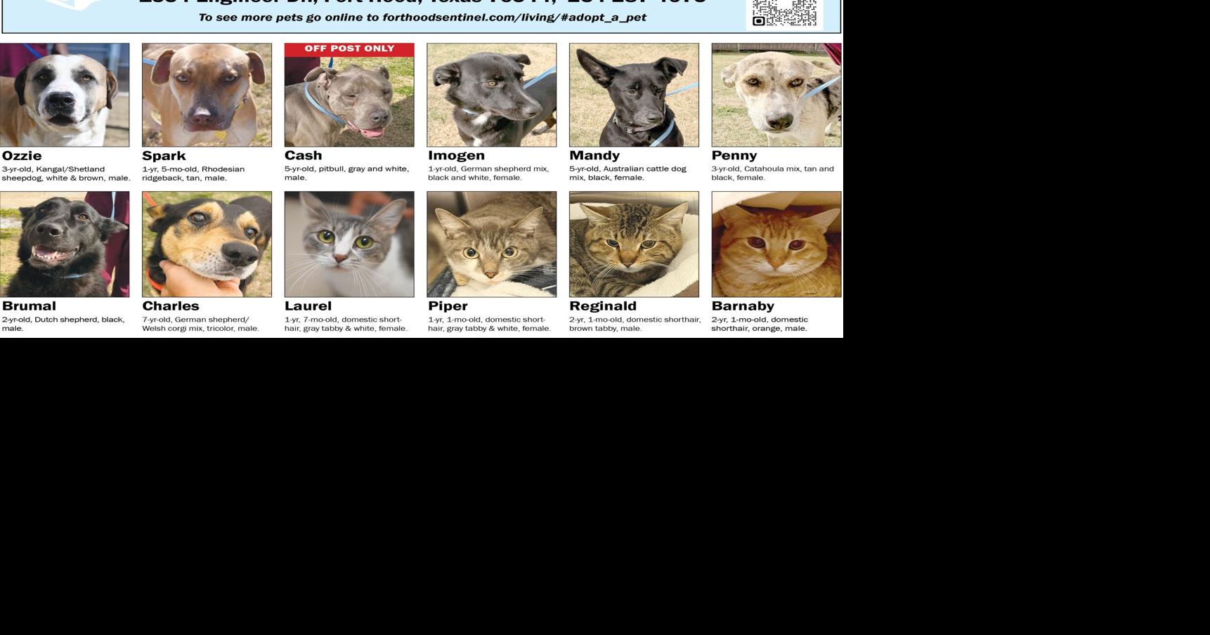 March 5 Pets | Adopt A Pet | forthoodsentinel.com