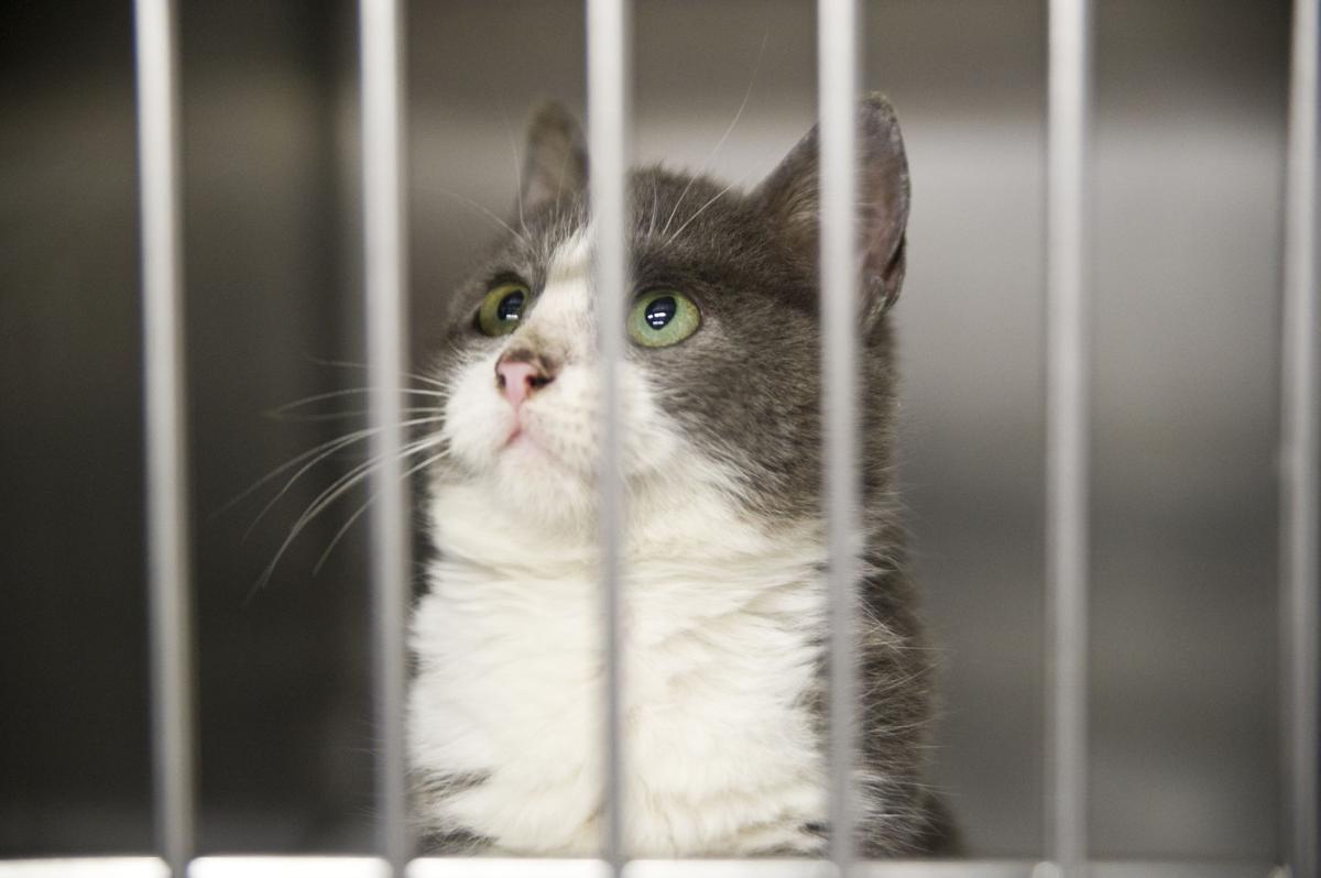 Free Pet Give Cats Dogs A Second Chance At Life Living