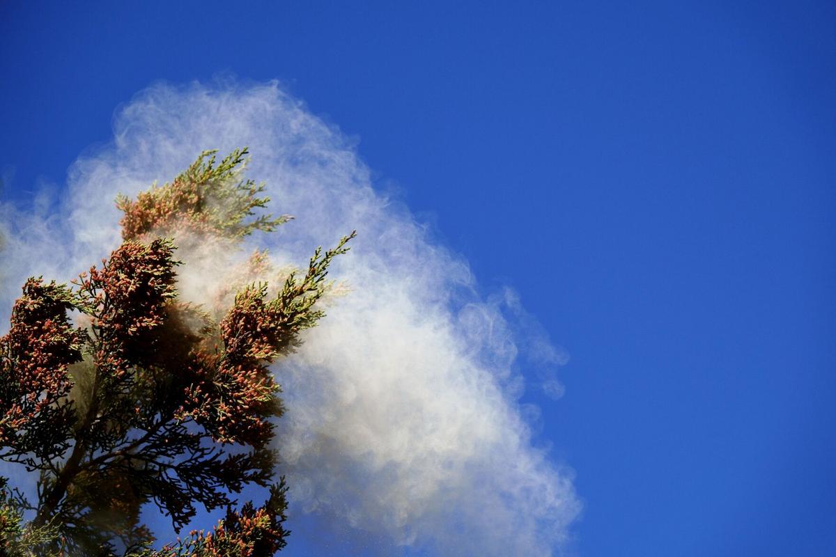 Cedar fever back in Central Texas Healthworks