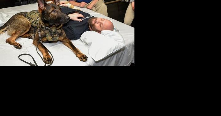 Facility dogs play vital role in recovery - Vimarsana News