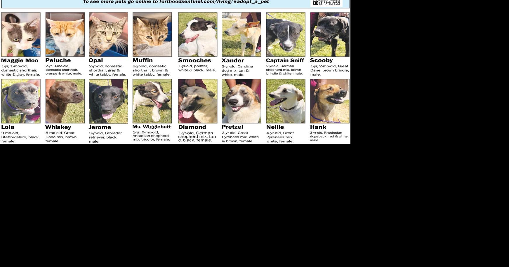 August 6 Pets