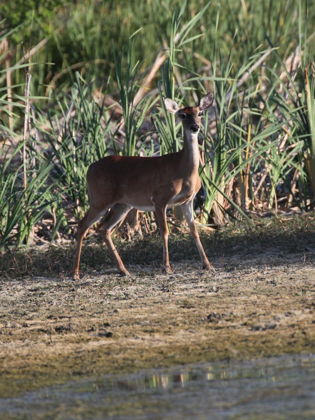 Wildlife Thrives At Fort Hood Living Forthoodsentinel Com
