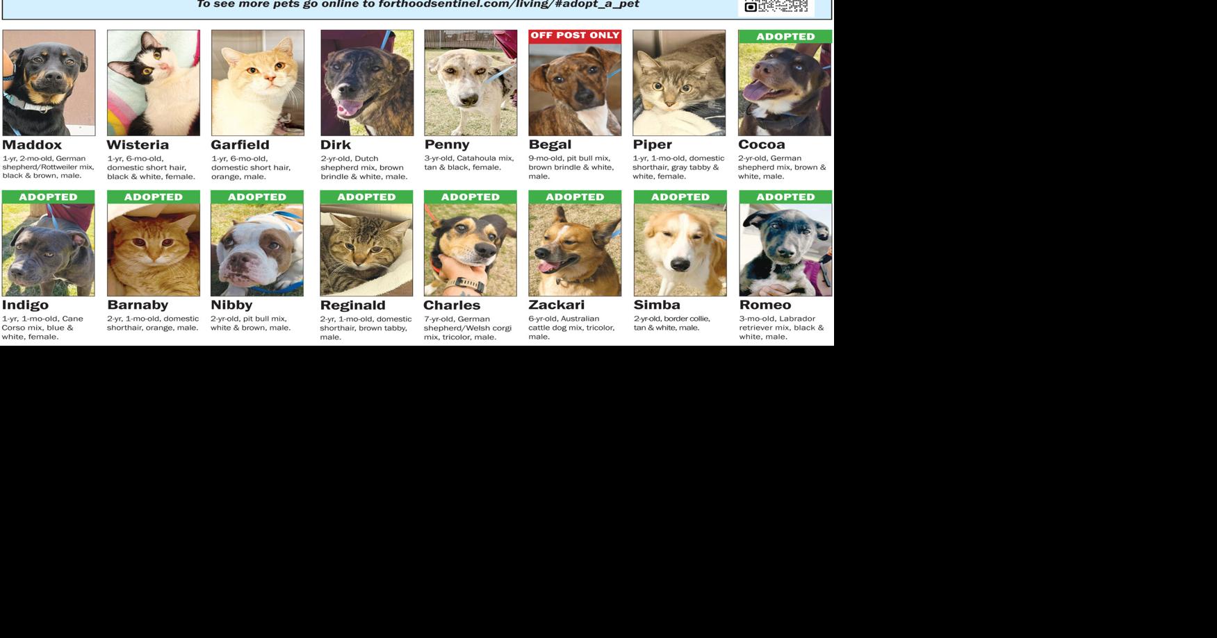 April 16 Pets | Adopt A Pet | forthoodsentinel.com