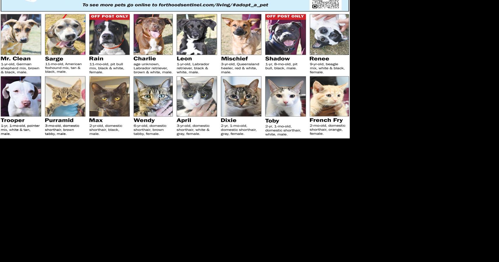 November 20 Pets | Adopt A Pet | forthoodsentinel.com