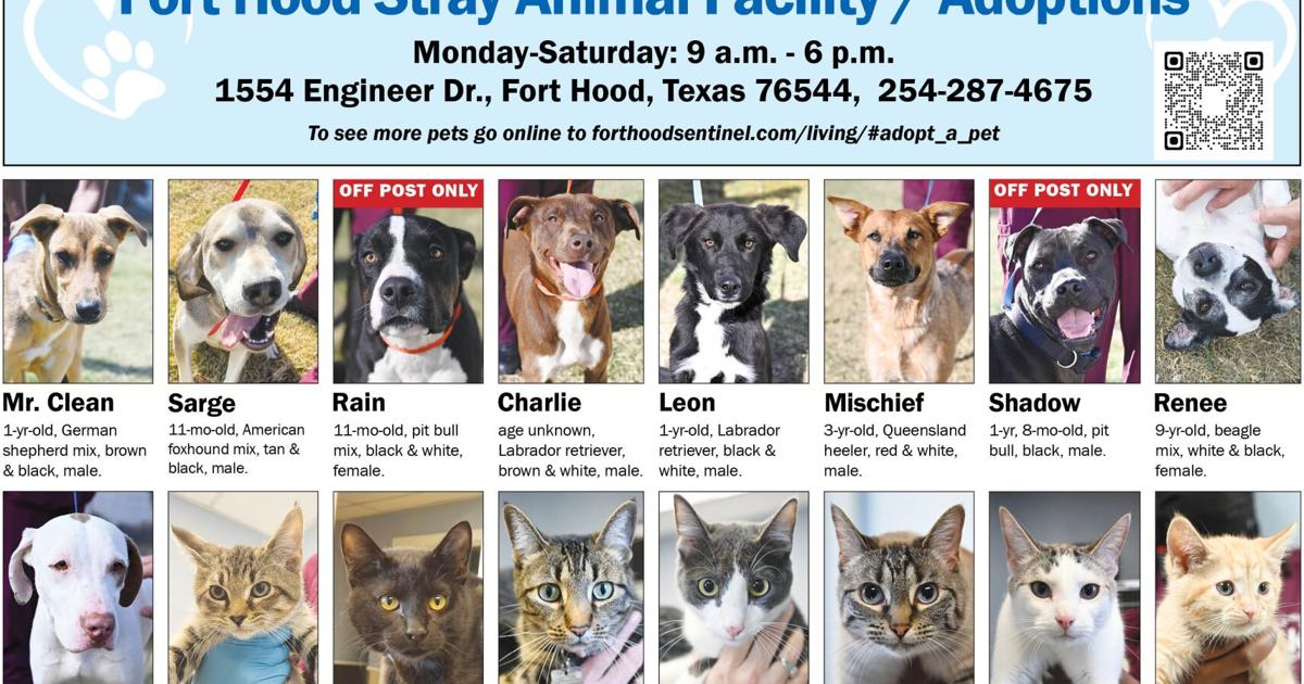 November Pets November 20 Pets | Adopt A Pet | forthoodsentinel.com