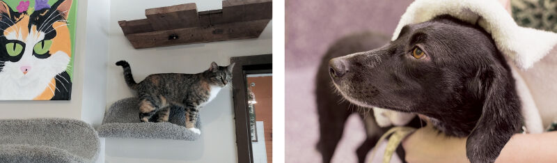 We check out three fauna-friendly brands in FT Undercover