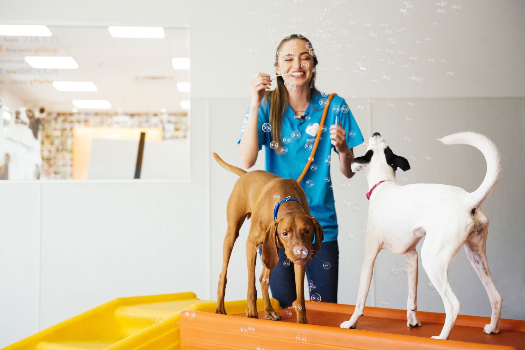 Dogtopia Doubles Sales as It Emphasizes Dog Daycare Advantages