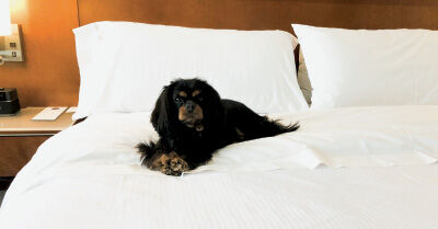 Hotels are going to the dogs to win customers