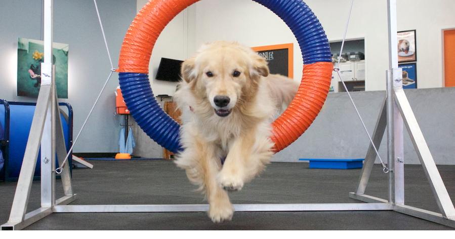 Zoom Home CFO Indications Dog Coaching Franchise’s Biggest Multi-Device Deal | Franchise Information